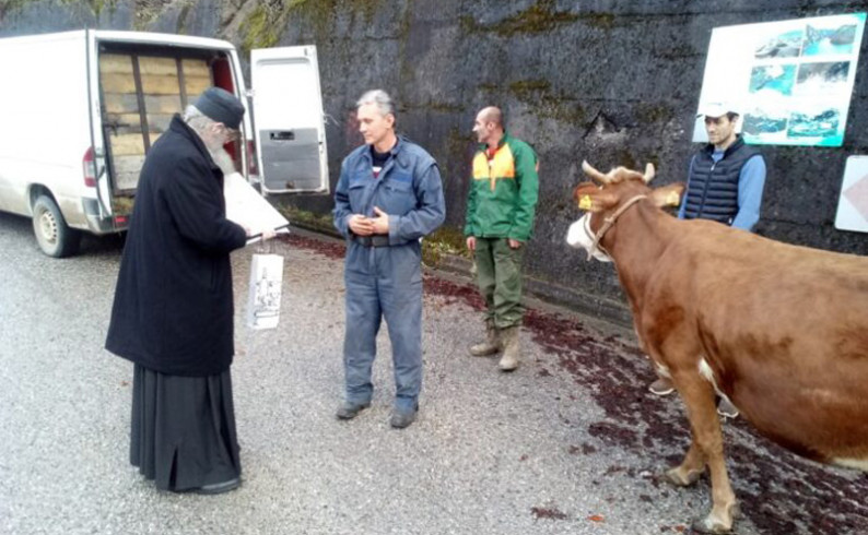 Milanova plemenitost ruši sve granice- poklonio kravu manastiru Zagrađe