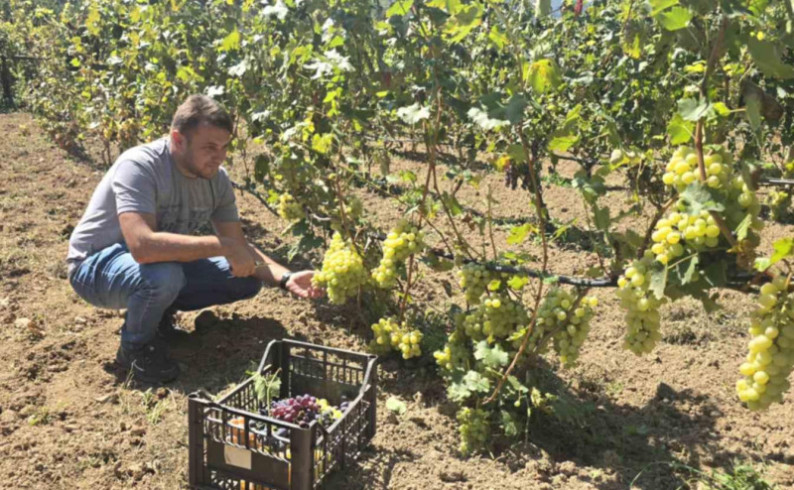 Divovsko grožđe iz Rusije uspijeva i u Foči- podigao vinograd sa 106 sorti loze